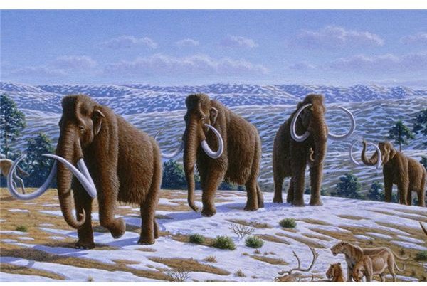 Sequencing the Woolly Mammoth Genome: What we Can Learn From Extinct Animal's Genes