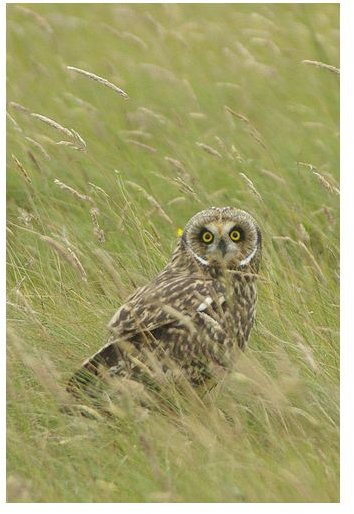 Short Eared Owl: Habitat, Looks and Features, Mating, Diet, Growth and Development, Habitat and Where They Can be Found