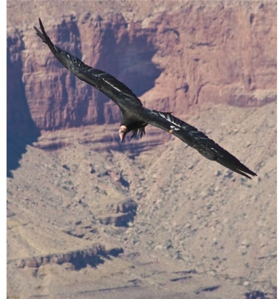 California Condor flying over the canyon.