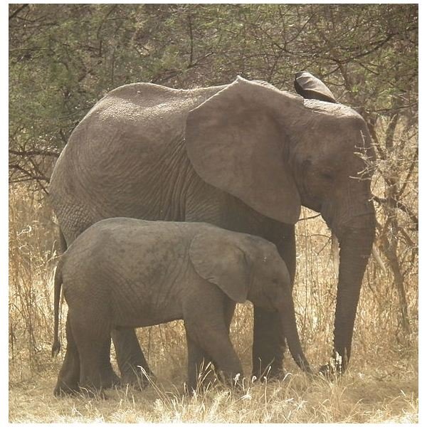 African Elephant Facts: Diet, Habitat, Behavior and More