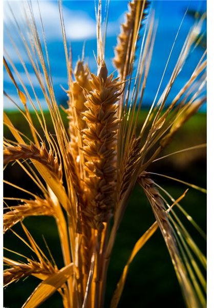 Growing Wheat on a Small Homestead