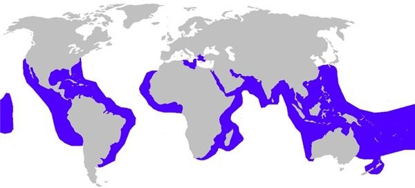 Tiger Shark Distribution Map