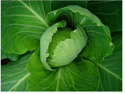 green veggies