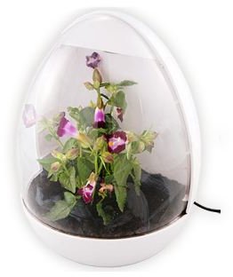 USB desktop greenhouse