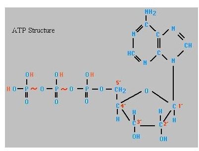 ATP its uses and functions