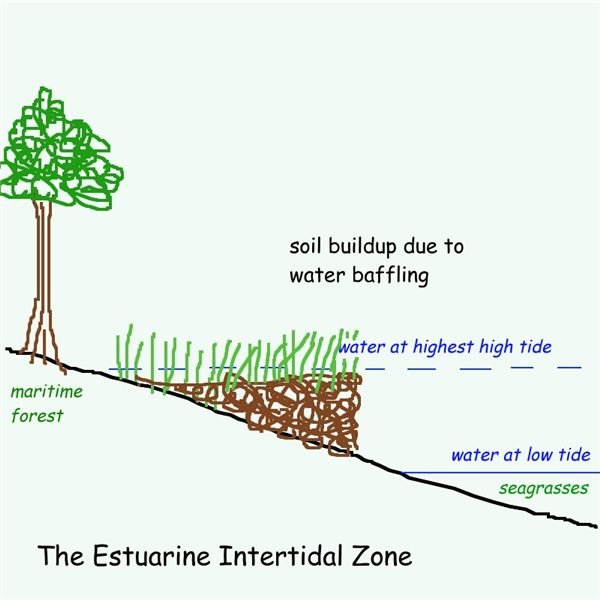 Water Baffling: Soil Buildup For Tidal Creeks