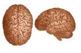 Memory and the Brain: Lesson Plan With Teaching Exercises