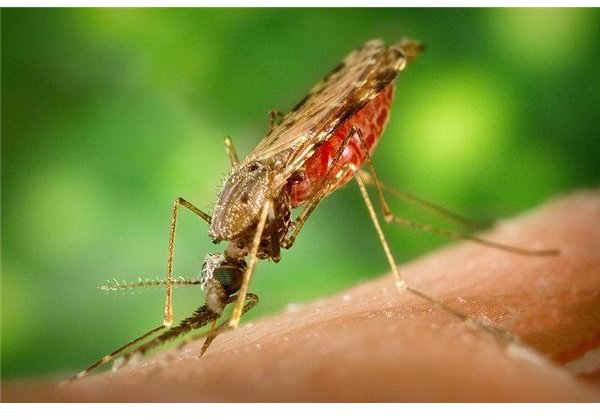 Mosquito - Image Credit: James Gathany / CDC