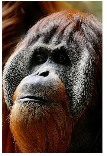 Male Orangutan