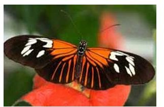 butterfly redgene 110719 01 unk c228x152