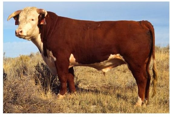 Hereford Cow