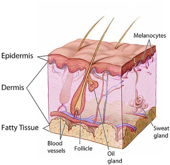 Types of Melanoma: Listing the Four Types of Melanoma