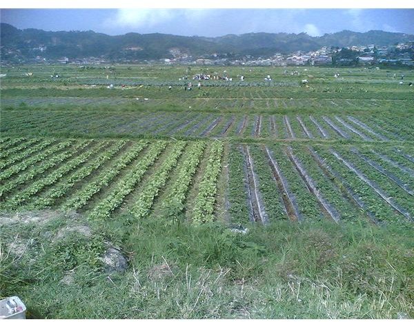 800px-La trinidad farm