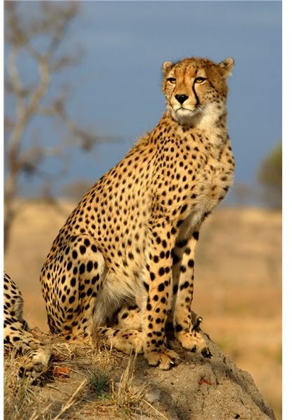 Genetic Diversity of Endangered Species - The Cheetah