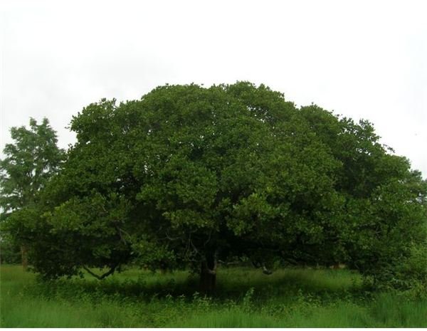 The Cashew Tree 