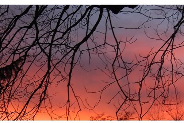 Trees and Sunset