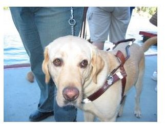 Discrimination Against Special Needs Children: When Schools Bar Service Dogs