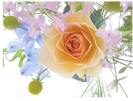 rose-backgrounds-bouquet-with-rose