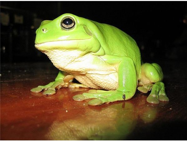 Darwin&rsquo;s frog