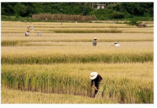 Changes in Agriculture in China: Important Information Everybody Should Know