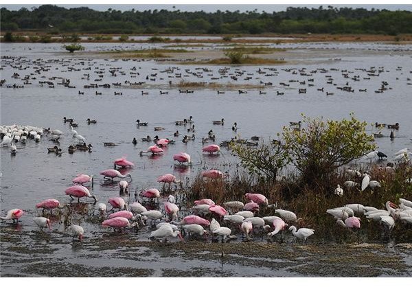 Biodiversity in the States: Florida Part One