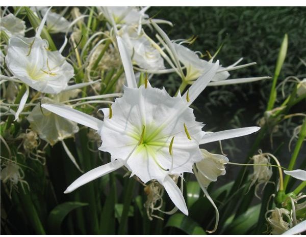 Shoals/Cahaba Lily (Hymenocallis coronavia)