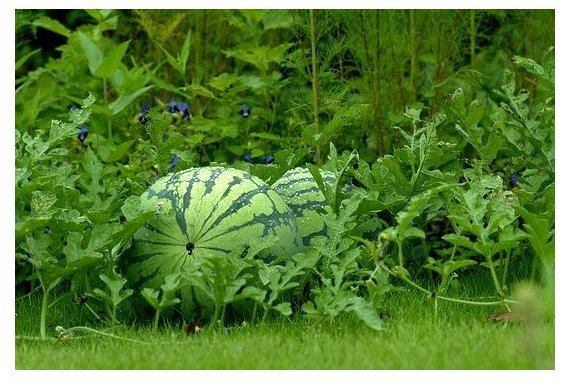 melon-garden