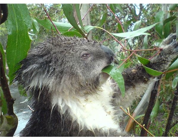 Koala eating leaves.