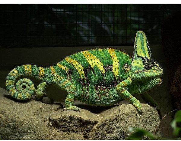 Yemen Chameleon