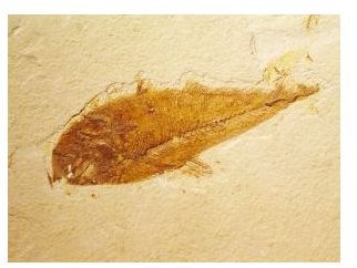 Create Your Own Fossil: Fun Project for 1st or 2nd Grade Students