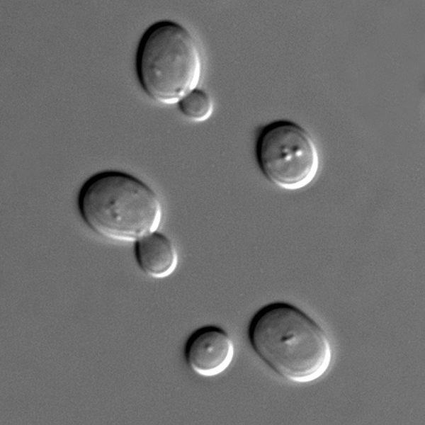 Learn the Health Benefits of Brewer's Yeast