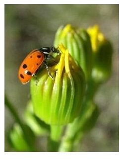 Orange Ladybug
