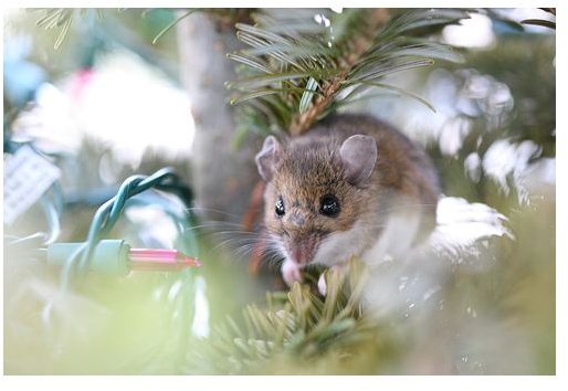 Is Natural Pest Control Possible?: Environmentally-Friendly Rodent Repellent