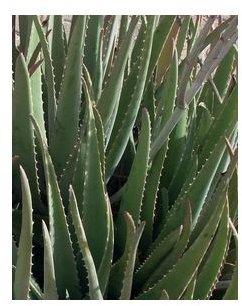 Health Benefits of Aloe Vera