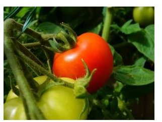 The Best Organic Fertilizer for Tomatoes: 6 Fertilizers to Feed Your Tomatoes the Natural Way