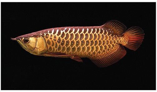 RTG arowana picture, aka red tail golden