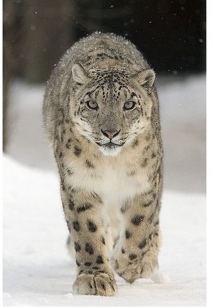 Threats to Snow Leopards: Learn Threats & Conservation Efforts for the Endangered Snow Leopard