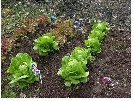 Grow Organic Lettuce from Seed