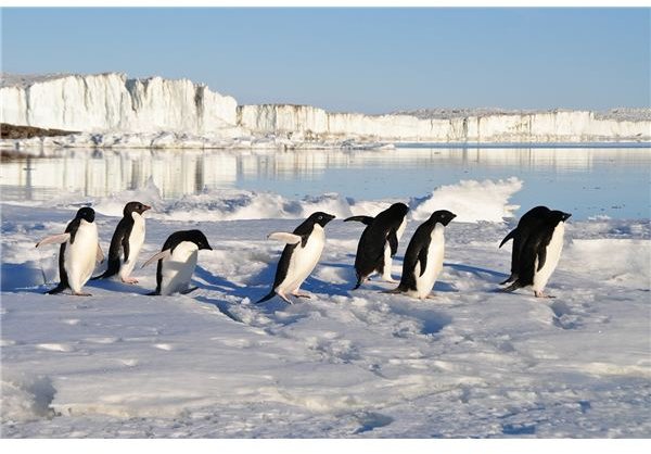 Do Penguins' Feet Freeze?