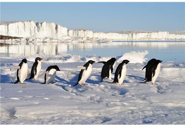 Do Penguins&rsquo; Feet Freeze?