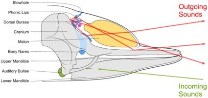 Dolphin Communication Echolocation: Learn More on Dolphin & Whale Ecolocation