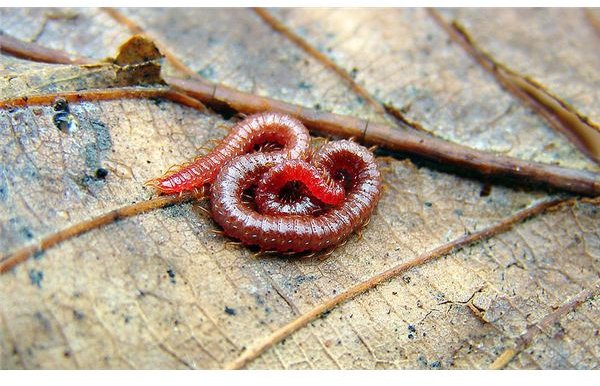 800px-Flickr - Furryscaly - Soil Centipede