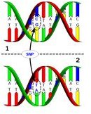 Amyotrophic Lateral Sclerosis Genotype