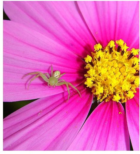 Flower Picture with Spider