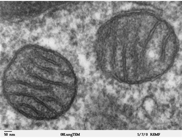 What Is the Function and Structure of Mitochondria?