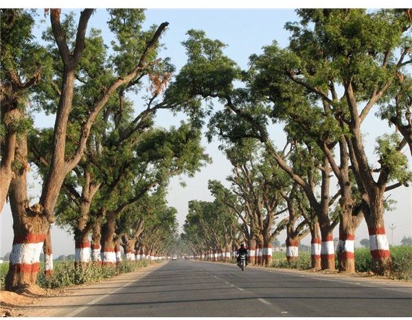 Shadows of the trees form a pattern