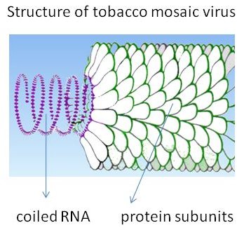 Structure of TMV