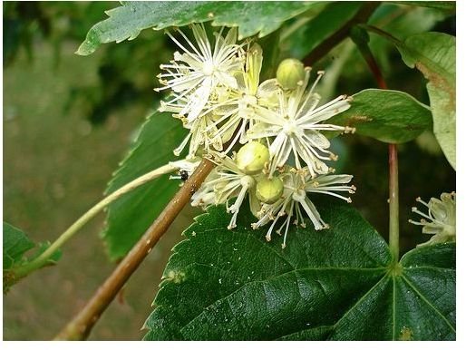 Why Drink Lime Blossom Tea: The Medicinal Benefits of Lime Blossom