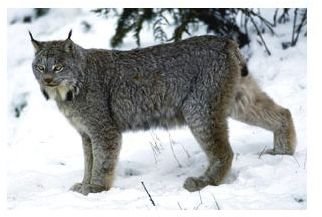 Canadian lynx