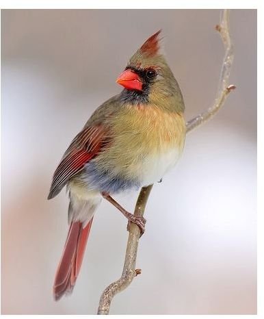 Female Cardinal Bird